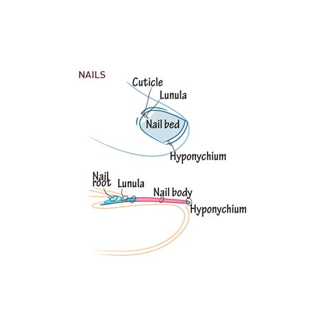 Histology Glossary: Nails | ditki medical & biological sciences