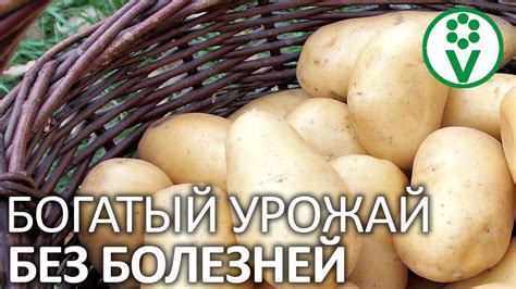САМАЯ НАДЕЖНАЯ ОБРАБОТКА КАРТОФЕЛЯ ОТ БОЛЕЗНЕЙ И ВРЕДИТЕЛЕЙ! Опрыскайте ...