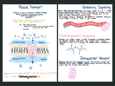 COMPLETE AP Biology Study Guide Part 3 Etsy