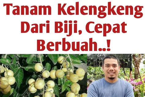 Panduan Lengkap Menanam Klengkeng Dari Biji Supaya Cepat Berbuah Meski