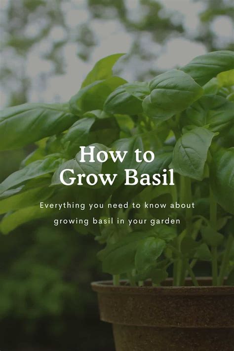 How To Grow Basil Planting And Care Tips Top Globe News