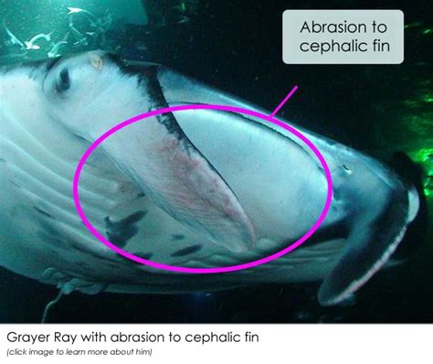 What happens if you touch a manta ray? - Manta Ray Advocates Hawaii
