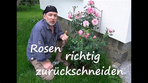 Rosen Rückschnitt nach der Blüte Verblühte Rosen richtig schneiden und