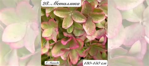 Гортензия Металлика купить в Москве | Товары для дома и дачи | Авито