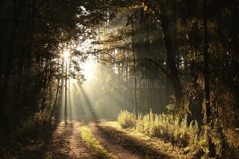 Floresta Raias Do Sol Através Das árvores Foto de Stock Imagem de