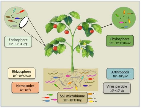 A Holistic Overview Of Plant Microbiome Composition Complexity And