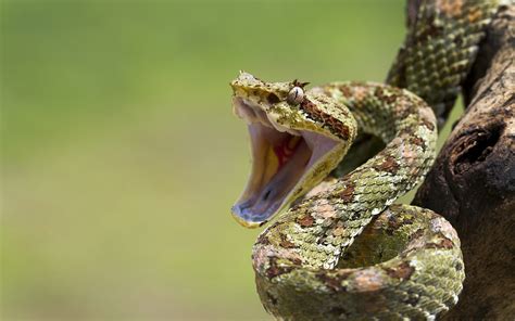viper snake wallpapers wallpaper cave green viper photo