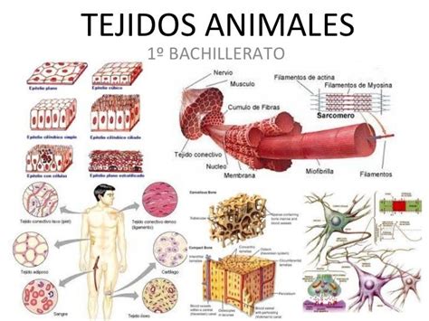 Tejidos Animales Existen Cuatro Tipos Principales De Tejidos