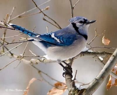 Blue Jay Facts | Blue Jay Behavior, Migration, Diet & Habitat