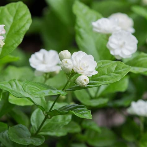 Premium Photo | White jasmine flower