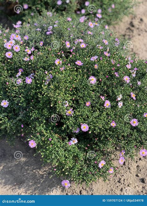 Green Bush with Lilac Flowers Growing on the Ground Stock Photo - Image