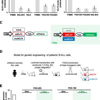 KLF4 Expression Sensitizes PDX ALL Cells To Chemotherapy A Experiments