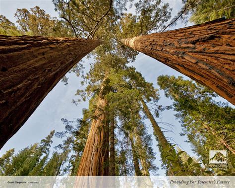 giant sequoia yosemite conservancy