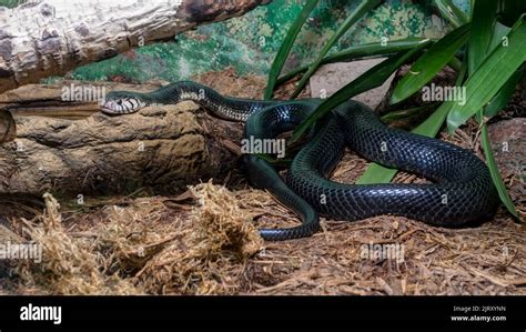 Forest Cobra Naja Melanoleuca Commonly Called Black Cobra Seen In