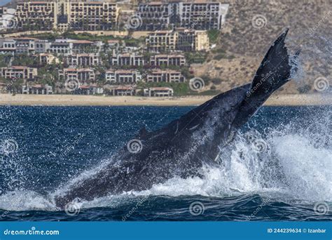 Humpback Whale Slapping Tail In Cabo San Lucas Stock Photo Image Of