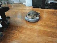 animated animal gif | WiffleGif