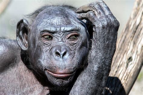 bonobo portrait female ape close up 20225253 Stock Photo at Vecteezy
