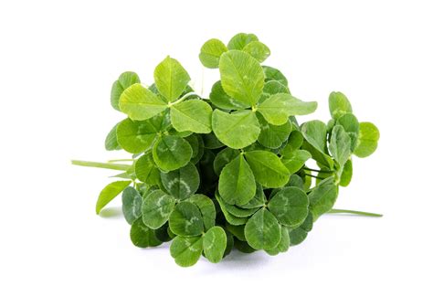 Clover Free Stock Photo - Public Domain Pictures