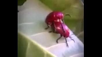 Sexo En La Naturaleza XVIDEOS