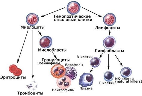 Иммунная система человека