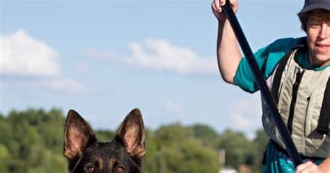 Applying engineering design to dog training