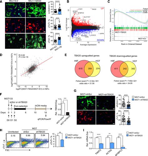 Tbx Improves Contractility And Mitochondrial Function During Direct