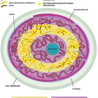 Model explaining compartmentalization inside the nucleus. This model is ...