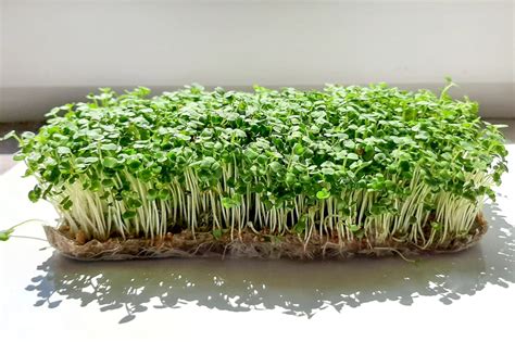 Мікрозелень - МегаВіта