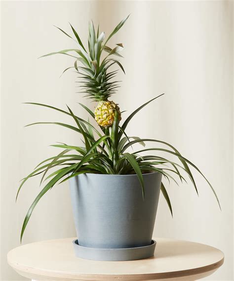 Why Are The Leaves Of My Bromeliad Turning Yellow Bloomscape
