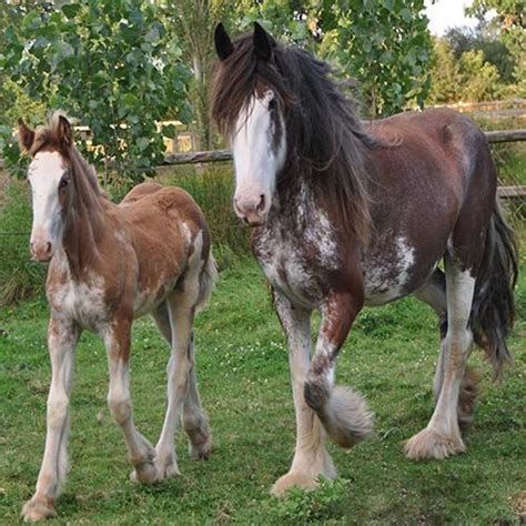 The Clydesdale Horse Society | Clydesdale horses, Horses, Pretty horses