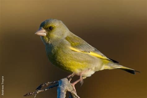 European Greenfinch (male, Gremany) | KuwaitBirds.org