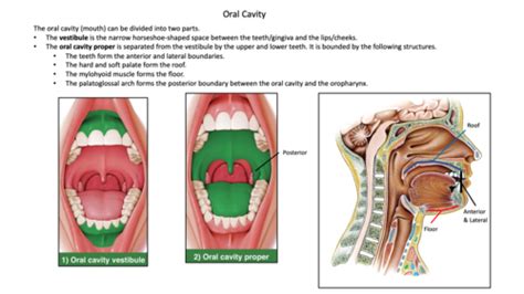 Morphology Exam Flashcards Quizlet