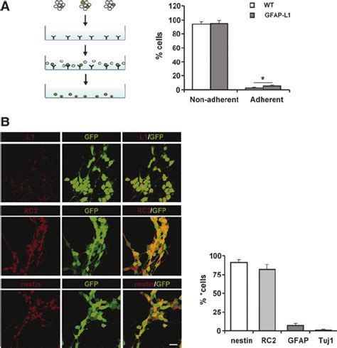 Immunoisolation And Immunocytochemical Characterization Of L1