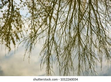 Naked Tree Branches Reflection Water Stock Photo Shutterstock
