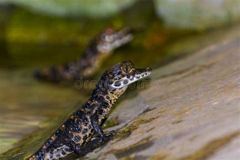 African Dwarf Crocodile Baby at a Pool Stock Image - Image of animal