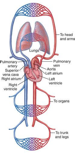 Circulation Definition Of Circulation By Medical Dictionary