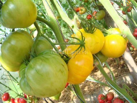 Томат КВХ: описание сорта, отзывы, фото, урожайность | tomatland.ru