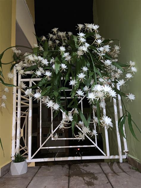 Best Mature Beauty Images On Pholder Matureplants Mature Beauty And Asian Beauty