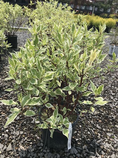 Дерен ivory halo фото и описание