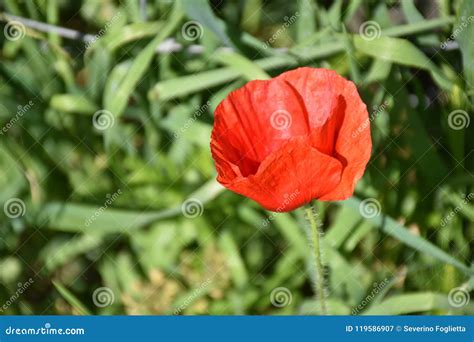 Red Poppy Flower Outdoors Stock Image Image Of Orizzontale 119586907