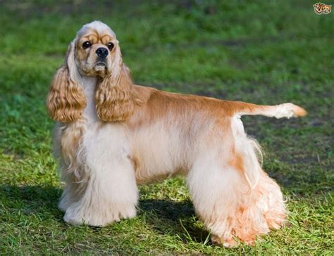 cocker spaniel tail problems   treatment cocker spaniel biting tail