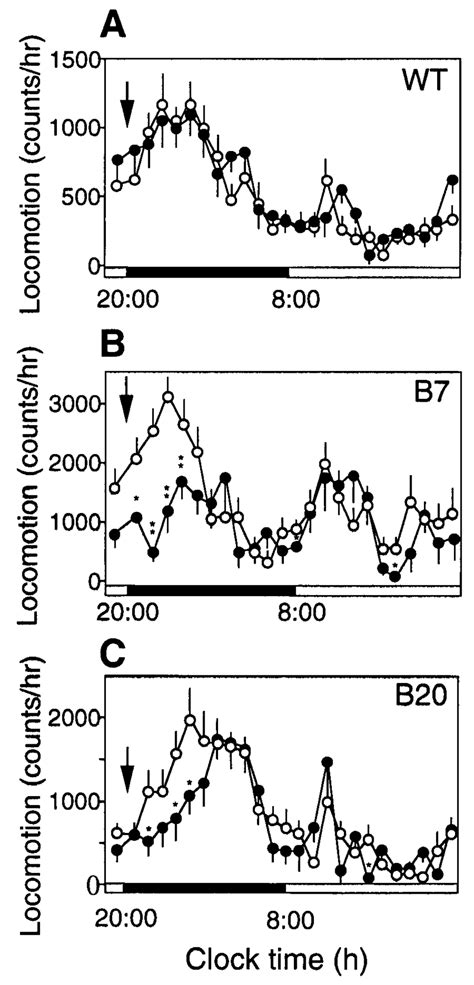 Effect of tail clipping on spontaneous locomotion. (A) Tail clipping ...