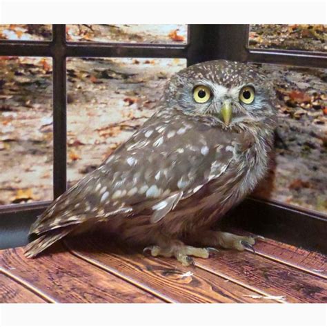 Продам/купить домовой или воробьиный сыч - Карликовая сова для ...