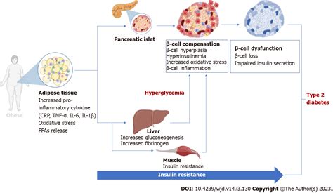 pancreatic  cell dysfunction  type  diabetes implications