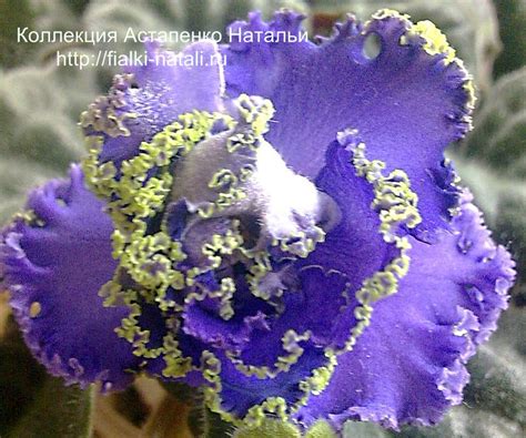 Репкиной (РС) | | Фиалки от Натали