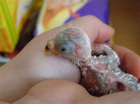 Neposedné ručičky: Papagáj spevavý