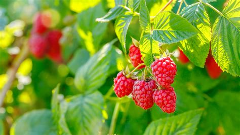 absolute    store raspberries