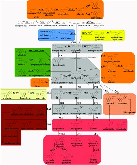 The Flavonoid Biosynthetic Pathway In Plants Contains Eight Branches