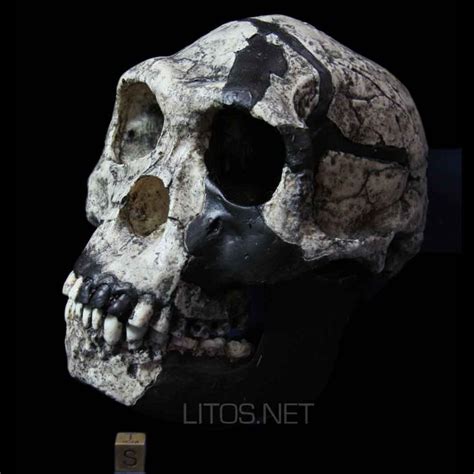 a human skull is shown in the dark