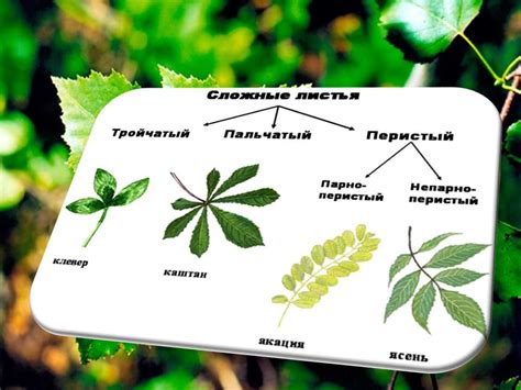 Сложные Листья Фото — Картинки